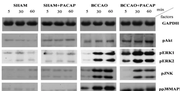 Fig. 1. (A) Representative Western blots showing activation (phosphorylation) of Akt and MAP kinases in sham-operated, sham+PACAP-treated, ischemic (induced by BCCAO) and BCCAO+PACAP-treated retinas