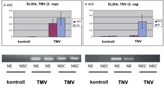 6. ábra: Dohány mozaikvírus és dohány nekrózis vírus (TMV és TNV) replikációja  Nicotiana  edwardsonii  (NE)  és  N