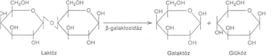2. ábra A ß-galaktozidáz laktóz bontásának sematikus ábrázolása  A laktóz felhasználás első lépése két kapcsolt gén által közvetített folyamat
