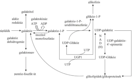 3. ábra Galaktóz metabolizmus a Leloir úton (Ross és mtsai., 2004) 