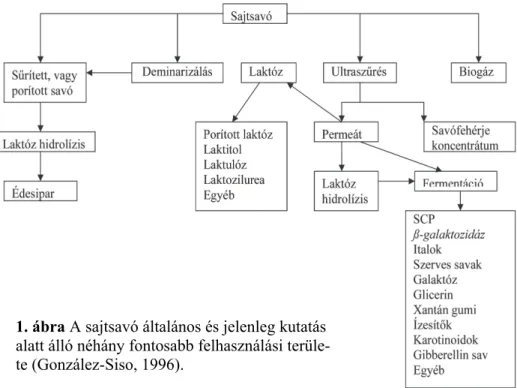 1. ábra A sajtsavó általános és jelenleg kutatás  alatt álló néhány fontosabb felhasználási  terüle-te (González-Siso, 1996)