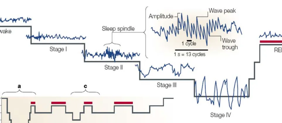 Fig. 13. Stages of sleep