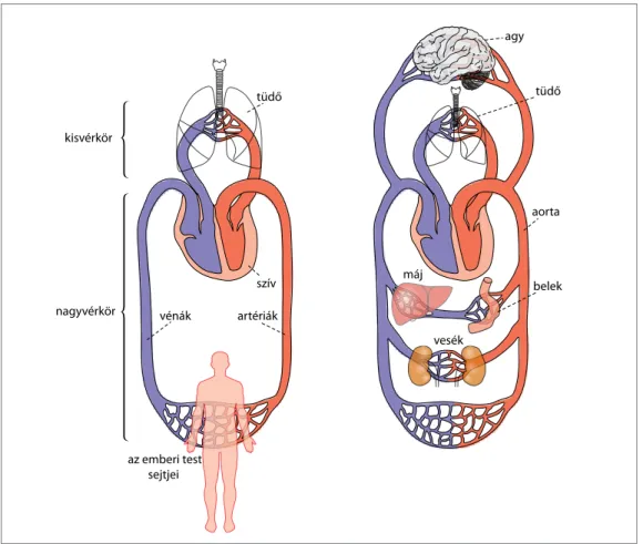 5/1. ábra. A kis és a nagy vérkör felépítése az emberi szervezetben