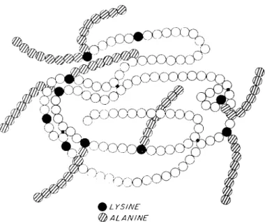 FIG. 5. Schematic representation of a fully active polyalanyl-ribonuclease  molecule. The crosshatched circles indicate alanyl residues, attached in chains to  e-amino groups