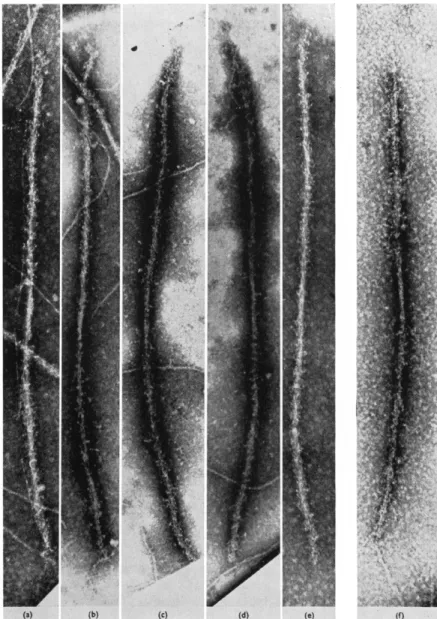 FIG. 2. Thick filaments prepared by mechanical disruption of skeletal muscle  in the presence of a relaxing medium