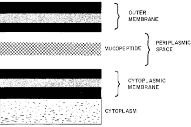 FIG. 2. Organization of the cell envelope of gram-negative enteric bacteria. 