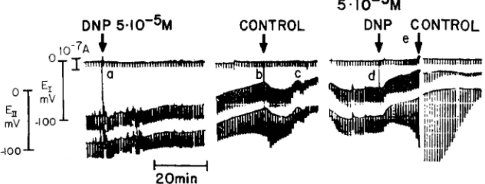 FIG. 9. Junctional uncoupling by metabolic inhibition. Dinitrophenol  ( D N P ) .  Electrical arrangement for monitoring junctional communication as in inset of  Fig