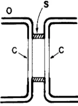 FIG. 1. Elements of a cell junction. Diagram of a junctional unit: O, portion  of nonjunctional surface membrane; C, junctional membrane; S, perijunctional  insulation
