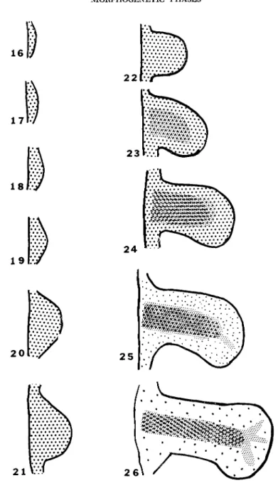 FIG. 1. Diagram of limb stages with shading to represent relative rates of  isotopic sulfate incorporation in the various regions of the limb mesoderm