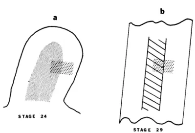 FIG. 3. Diagram representing lability of chondrogenic tissue of stage 24 limb  mesoderm