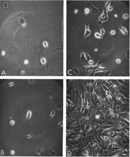 FIG. 4. Cells from 7-day hearts, after 24 hours in a nongrowth medium  (629A). Plated at (A) 1 X 10 5 , (B) 2 X 10 5 , (C) 5 X 10\ and (D) 1 X 10 e  cells per plate