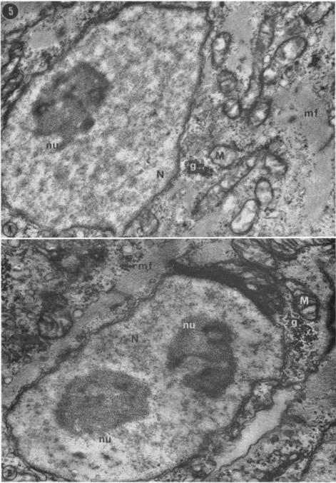 FIG. 5. Ventricular cells from a section of an intact 7-day embryonic chick  heart. Palade's fixative, pH 7.4, stained with lead citrate, g, glycogen; M,  mitochondrion; mf, myofibrils; N, nucleus; nu, nucleolus