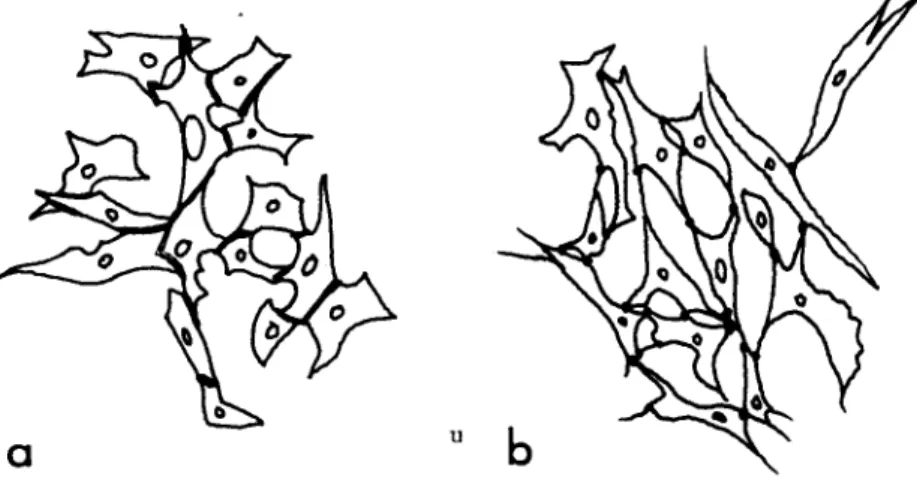 FIG. 8. Tracings of heart cells after 4 days in culture in media with tonicities  of (a) 280 mosm and (b) 300 mosm produced with KCl