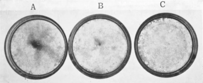 FIG. 9. Distribution of heart cells after 4 days in culture according to the  following schedules: (A) Four days in 280 mosm — showing centralization