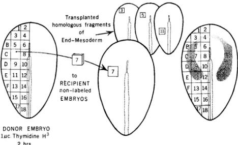 FIG. 1. Transplantation mapping technique. Left: Fragments of endoderm- endoderm-mesoderm are transplanted from a thymidine- 3 H-labeled donor embryo into  nonlabeled recipient embryos