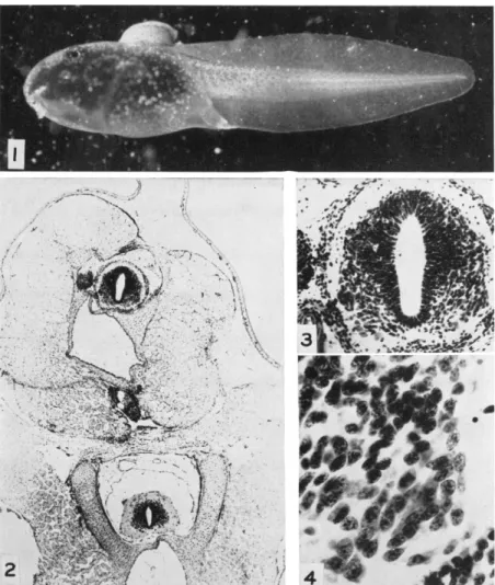 FIG. 1. Stage I tadpole of Rana pipiens with dorsal graft of posterior spinal  cord and adjacent somites of tailbud embryo