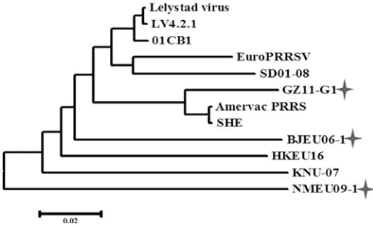 Fig. 2. Phylogenetic analysis based on the genomic sequences   of Chinese genotype 1 PRRSV strains   Chinese strain 