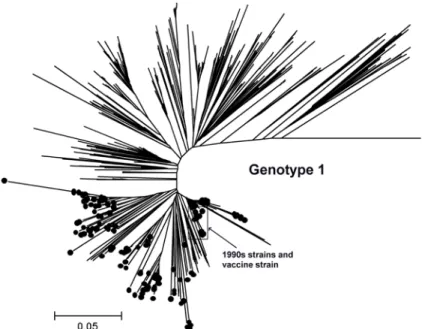 Figure 1: Phylogenetic analysis of PRRSV ORF5 nucleotide sequences from 236 recent British  isolates and 15 British isolates from the 1990s (all black circles), and 458 Worldwide isolates