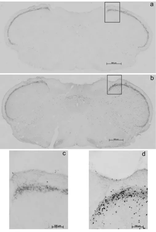 Fig. 1 Representative photos of the caudal part of the spinal trigeminal nucleus from a sham animal (a, c) and from a stimulated one