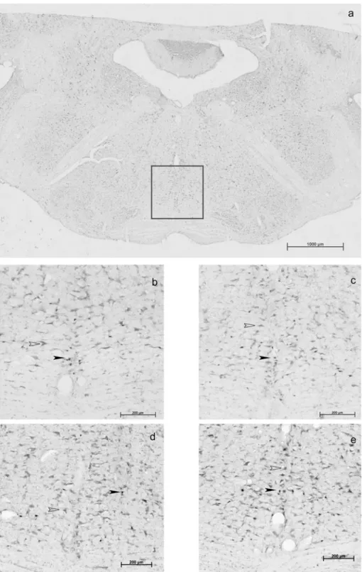 Fig. 3 Representative photos of the nucleus raphe magnus from a stimulated (a, c, e) and a sham animal (b, d) 2 (a, b, c) and 4 h (d, e) after stimulation approximately 4 mm rostral from the obex