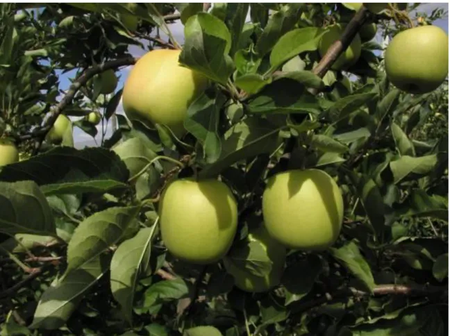 Figure 1.23.: Fruit of „Delblush‟ (Tentation) (Photo: Magdolna Tóth)  1.8. Main aspects of associating scab resistant apple cultivars in the plantation 