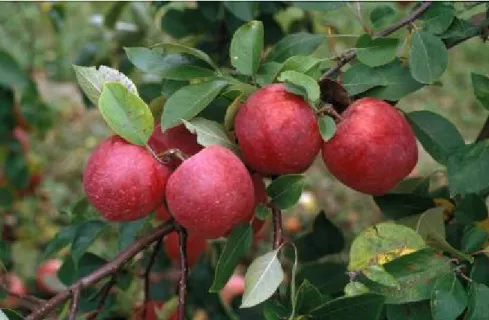 Figure 1.14.: Fruit of ‘Remo’ (Photo: Magdolna Tóth) Rozela