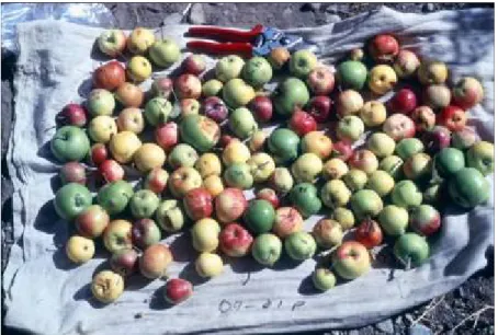 Figure 1.1.: Diversity of Malus sieversii collected by American  researchers in the Caucasus (Photo: 