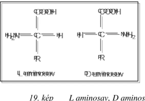 19. kép  L aminosav, D aminosav 