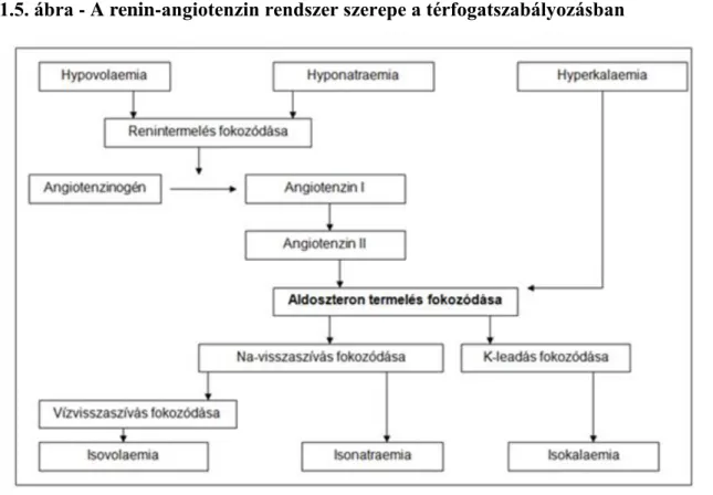 1.5. ábra - A renin-angiotenzin rendszer szerepe a térfogatszabályozásban