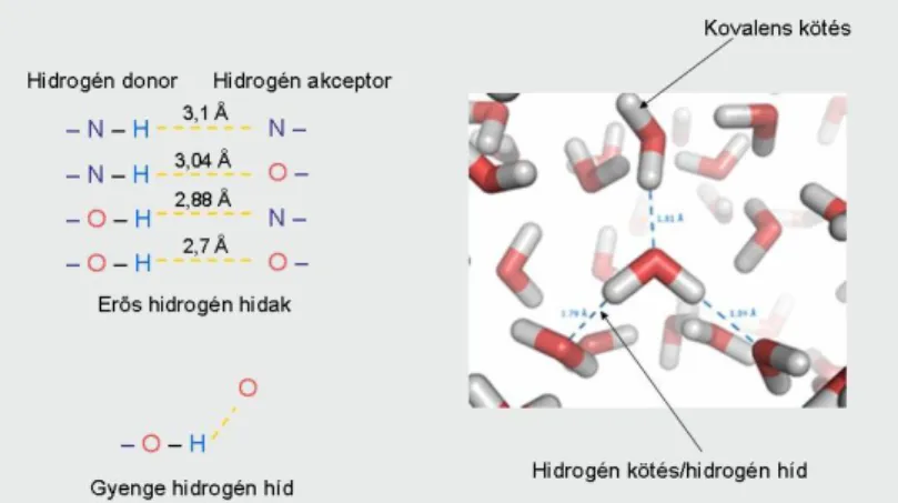 2.1. ábra. Az élő rendszerekben előforduló főbb kötéstípusok: hidrogén hidak. 