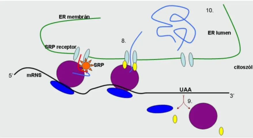 3.4. ábra. A fehérjék endoplazmatikus retikulumba történő irányítása és kotranszlációs  módosítása