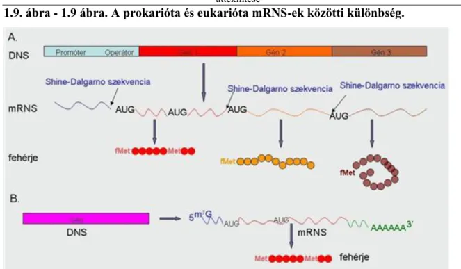 1.9. ábra - 1.9 ábra. A prokarióta és eukarióta mRNS-ek közötti különbség.