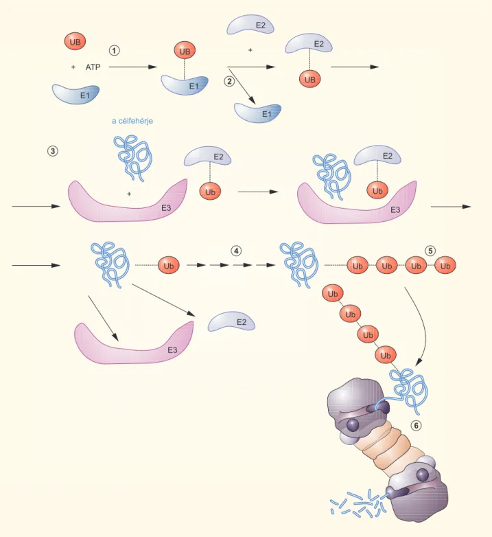 1-1. ábra. Fehérjék lebomlása – az ubikvitin (UB) szerepe 1.  Az E1 enzim aktiválja az ubikvitinmolekulát