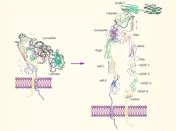 1-2. ábra. Sejt-sejt kapcsolatot kialakító fehérjék (pl. integrinek) aktiválódása során jellegzetes makroszkopikus szerkezet- szerkezet-változás következik be