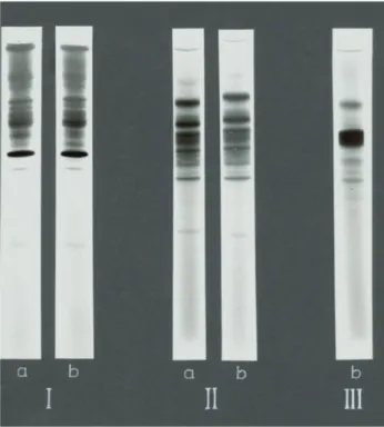 2-2. ábra. Cinkkötő fehérjék gélkromatográfiás előfrakcio- előfrakcio-nálása (Sephadex G-75, minta: patkánymájsejt-citoszol)
