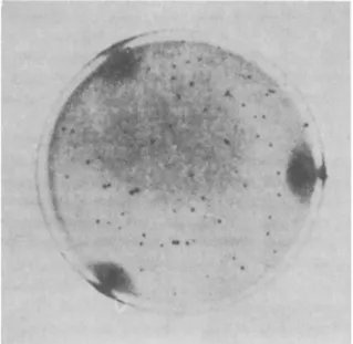 FIG. 3. Small plaques formed by the typhic bacteriophages on Salmonella typhi  (after Nicolle et al, 1953)