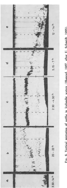 FIG. 6. Vertical migration of saithe in Icelandic waters (Hempel, 1957, after U. Schmidt, 1955)