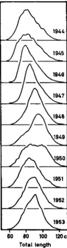 FIG. 11. Changes in the length composition of the Lofoten cod (Rollefsen,  1 9 5 4 ) 