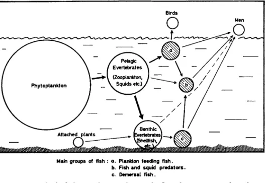 FIG.  2 . The food chain in the seas, showing the flow of organic matter from the  phytoplankton to fish and fish predators