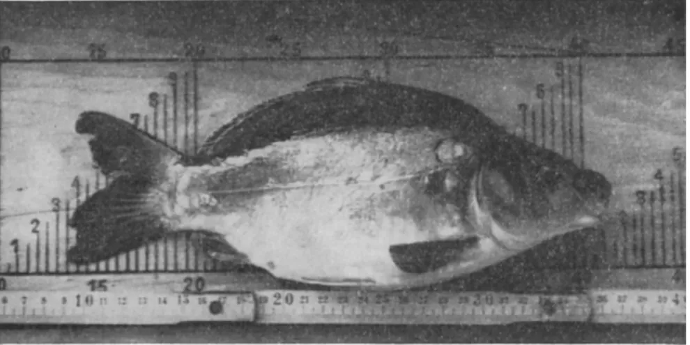 FIG. 5. Thinly scaled, high-back mirror carp  ( K 2 ) . 