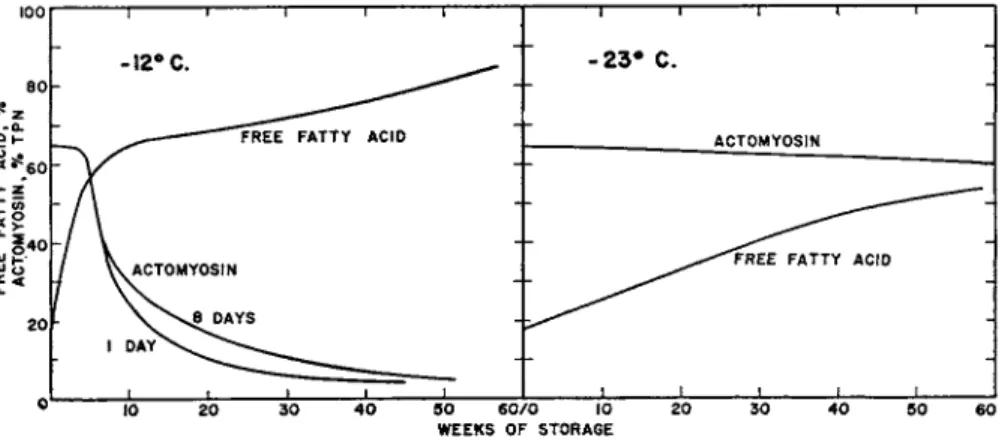 FIG. 14. Free fatty acid formation, calculated as oleic acid as per cent of  extracted fat, and peptizable actomyosin, as per cent of total protein nitrogen, in  frozen cod fillets stored at —12° and —23°C