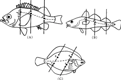 FIG. 2. Localization of the measuring points in  ( A ) redfish,  ( B ) cod,  ( C )  plaice (after Messtorff, 1954a)