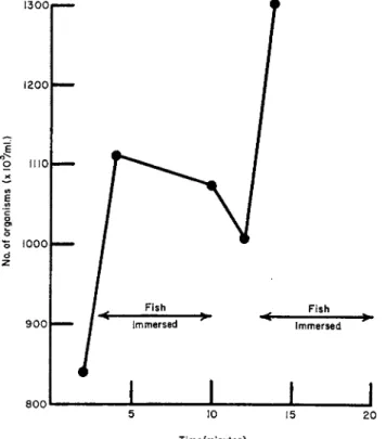 FIG. 12. Changes occurring in the total viable count of a brine during a complete  cycle of the brining process (brine temperature 12°C, pH 5.9, counts on 0.5% NaCl  agar at  2 0 ° C ) 