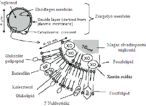2.5. ábra A zsírgolyó membránban lévő xantin oxidáz elhelyezkedése és felépítése  (Michalski et al., 2002).