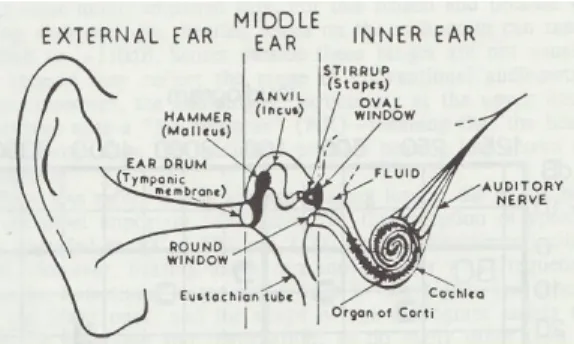 Figure 1.: The structure of the human ear (Rodda and Grove 1987: 5)
