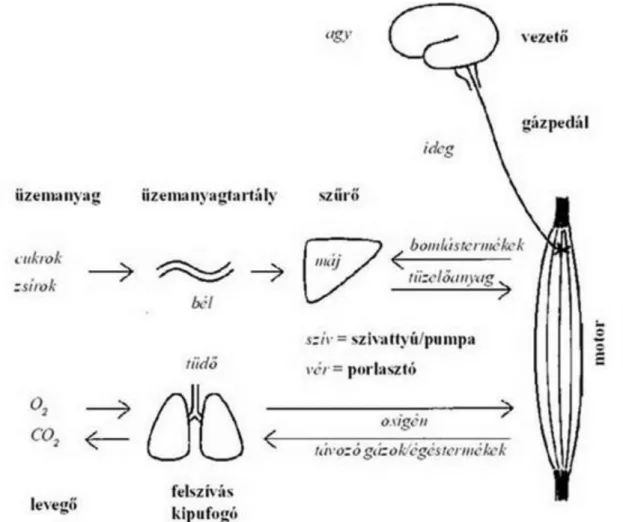 4.9. ábra - Az ATP képződése és bomlása