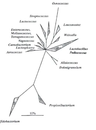 2. ábra: 16S rRNS szekvenciák összehasonlító elemzésén alapuló konszenzus fa; a vonal a ﬁ logenetikai  távolságot jelöli (Holzapfel et al., 2001; url 1 )