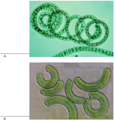 4. ábra:  A  Spirulina tenyészetének (A) és a porított Spirulina biomasszájának (B) fénymikroszkópos  képe (url 4 )
