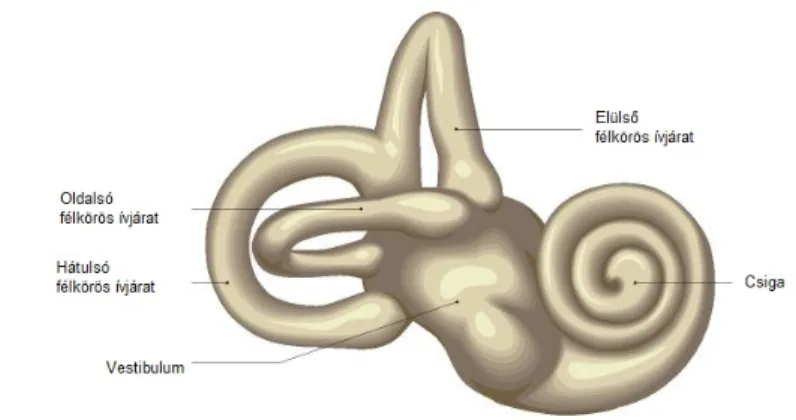 3. kép: A belső fül felépítése