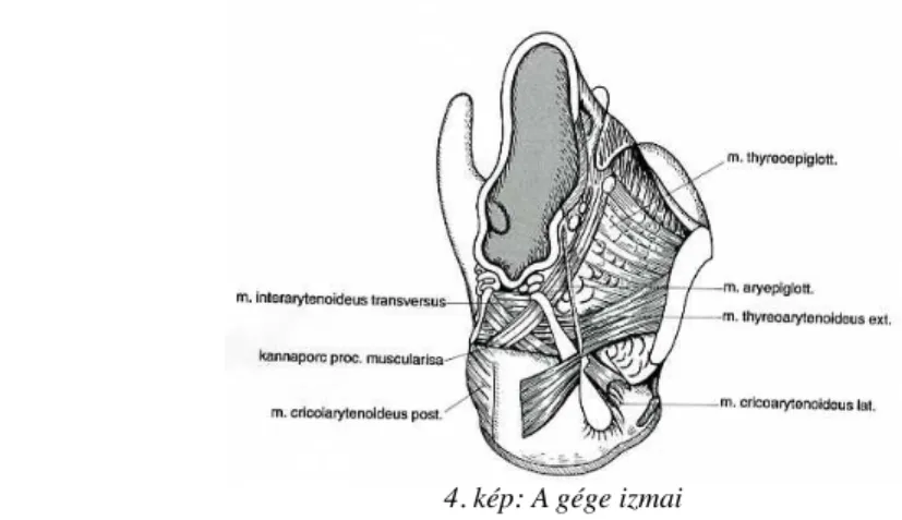 5. kép: M. cricothyreoideus 6. kép: M.thyreoarytenoideus int. (vocalis, ↑↑) és m.